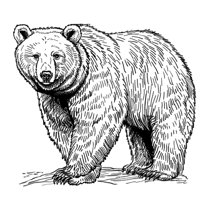 FREE Grizzly Bear Coloring Page - Detailed Black and White Sketch - Download NOW 🐾 — free printable coloring page